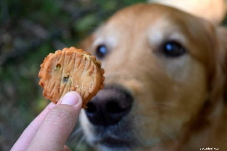 When Is the Right Time to Phase Out Treats in Dog Training?