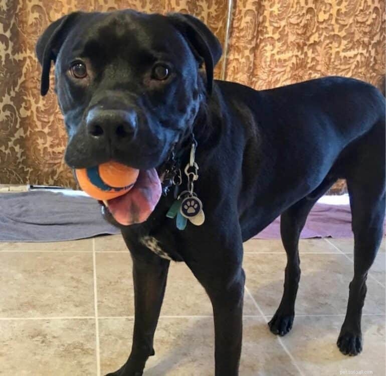 When Is the Right Time to Phase Out Treats in Dog Training?
