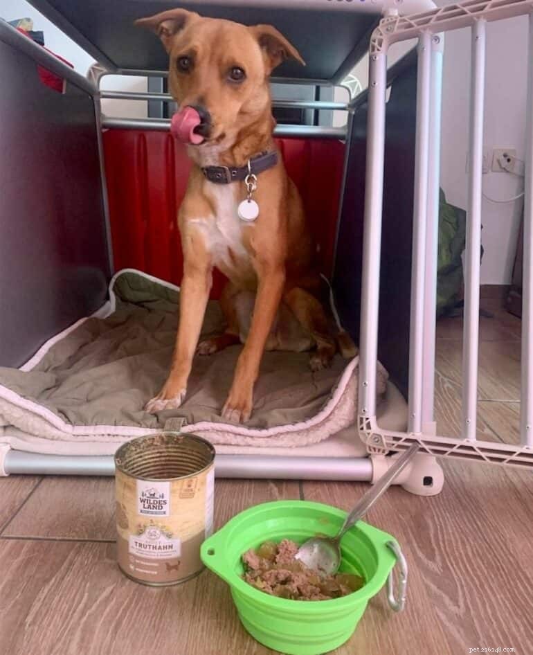 When Is the Right Time to Phase Out Treats in Dog Training?