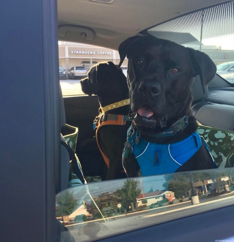 When Is the Right Time to Phase Out Treats in Dog Training?