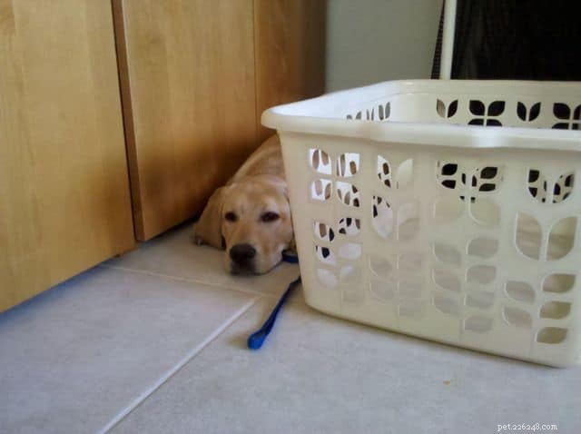 Effective Ways to Calm Your Energetic Puppy