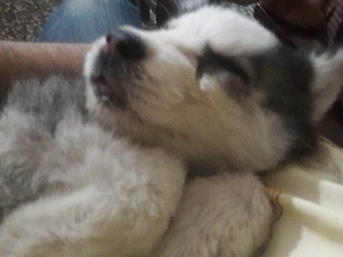 Effective Ways to Calm Your Energetic Puppy