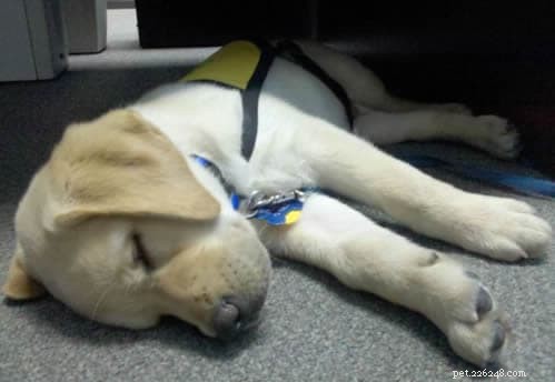 7 Essential Steps to Safely Puppy-Proof Your Home
