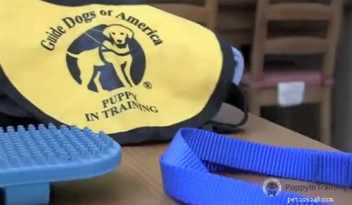 Your Complete Puppy Starter Kit: 12 Must‑Haven Essentials for a Happy New Companion