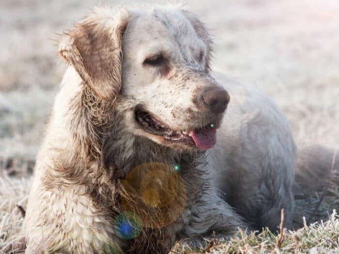 Understanding Your Golden Retriever’s Odor: Causes & Solutions