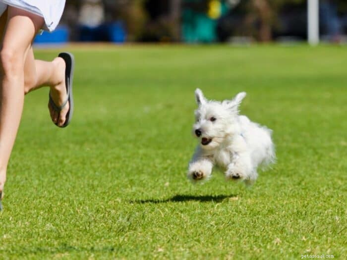 Dogs vs Humans: Who Is Faster? A Clear Comparison
