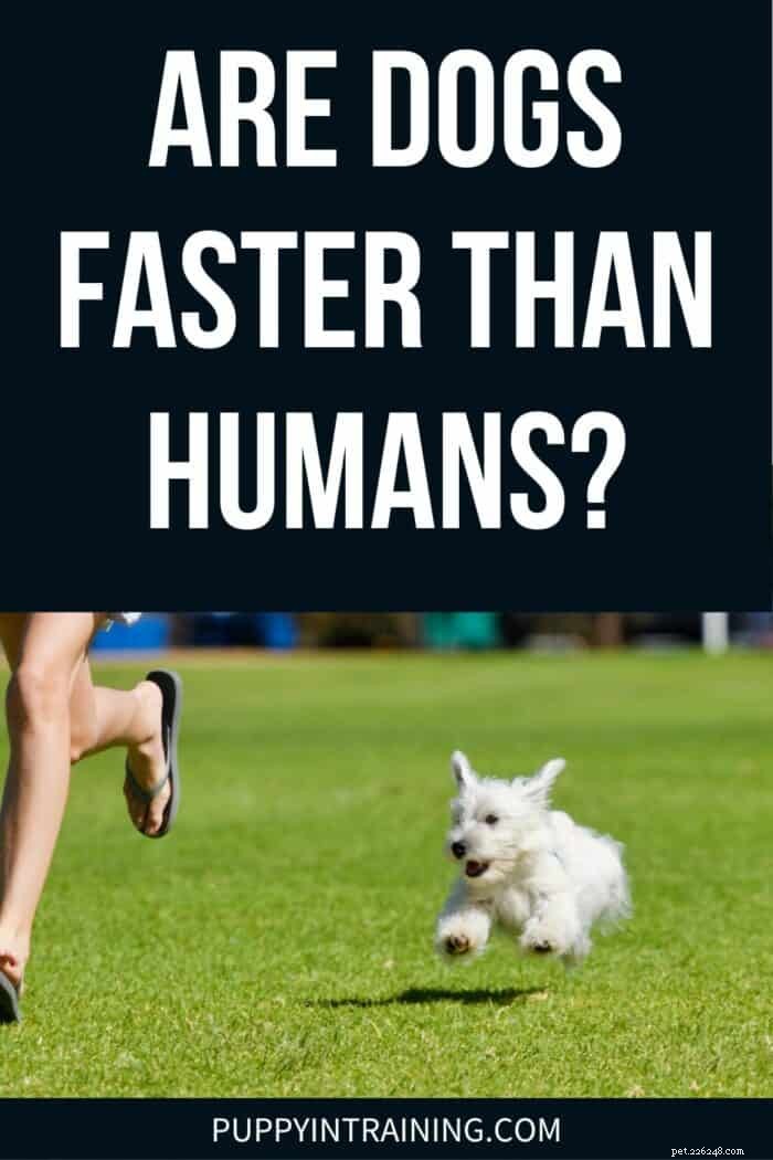Dogs vs Humans: Who Is Faster? A Clear Comparison