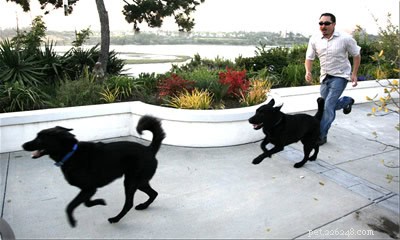 Dogs vs Humans: Who Is Faster? A Clear Comparison
