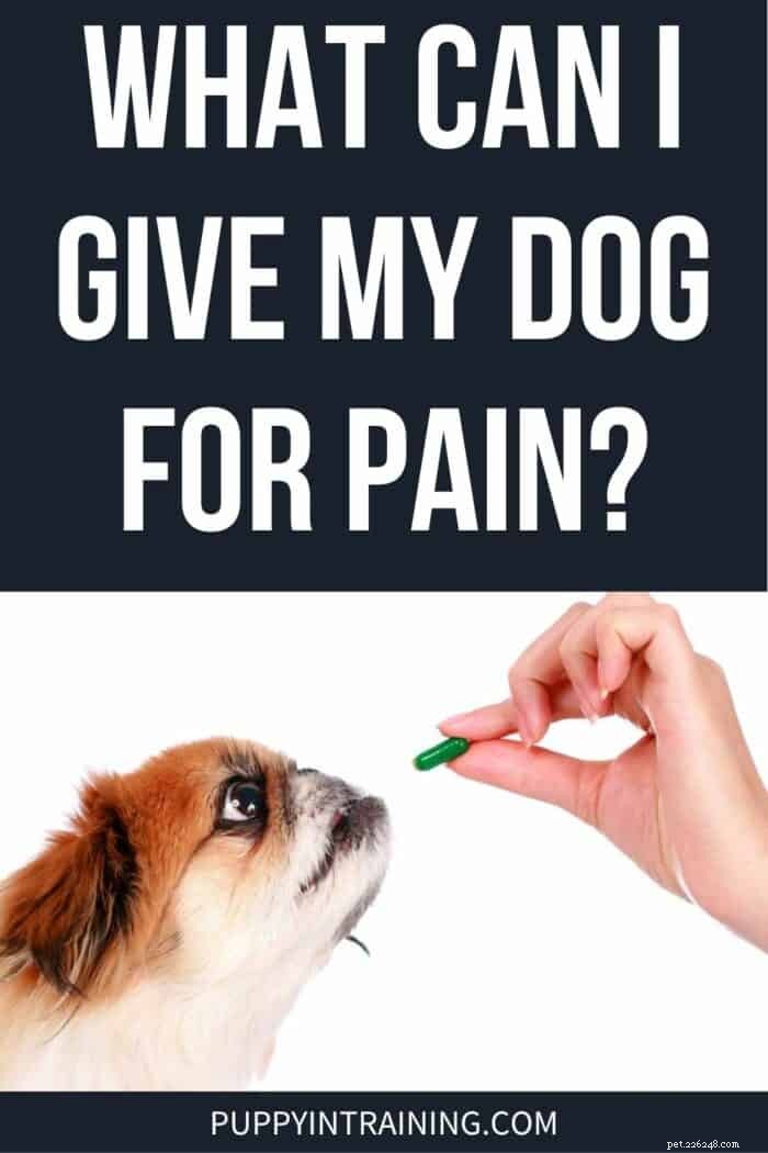 Effective Pain Relief Options for Dogs: Safe Remedies & Care Tips