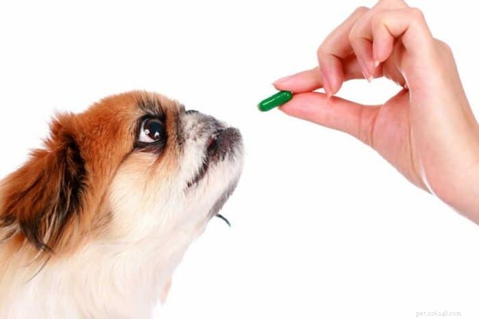 Effective Pain Relief Options for Dogs: Safe Remedies & Care Tips