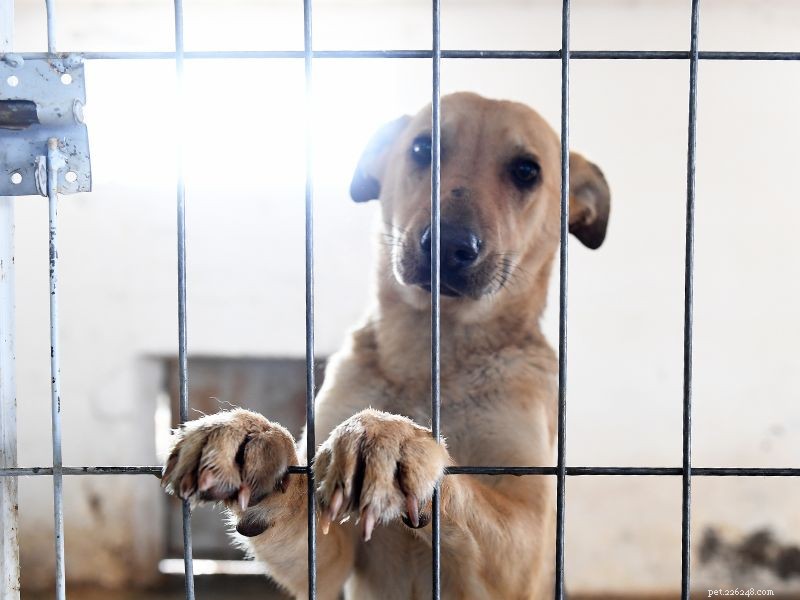 Ways to Support Shelter Dogs When Adoption Isn’t an Option