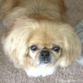 Ways to Support Shelter Dogs When Adoption Isn’t an Option