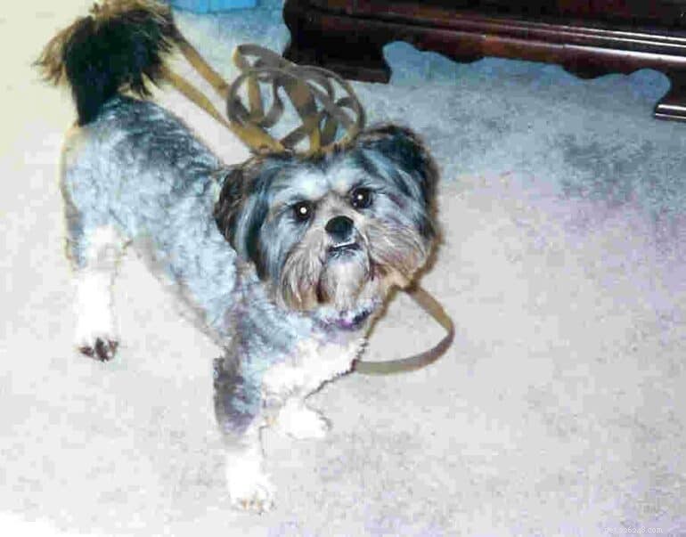 Ways to Support Shelter Dogs When Adoption Isn’t an Option