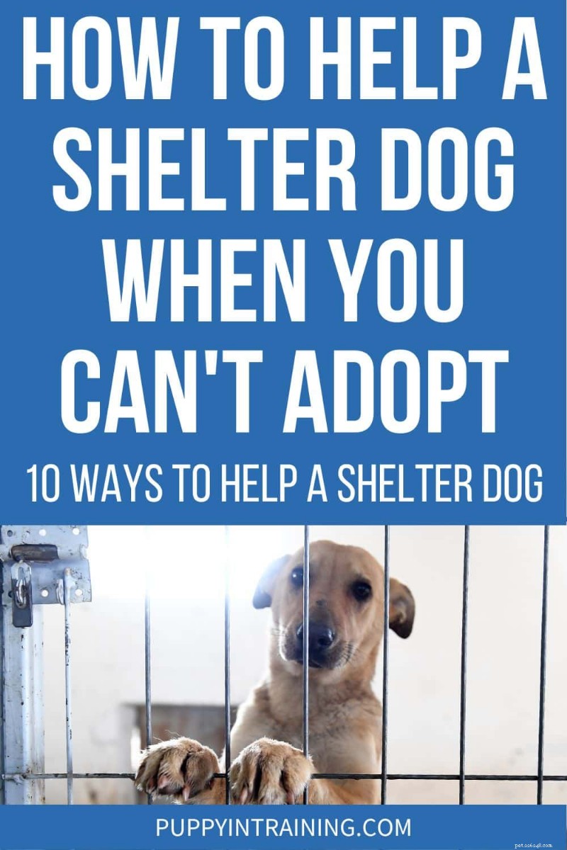 Ways to Support Shelter Dogs When Adoption Isn’t an Option