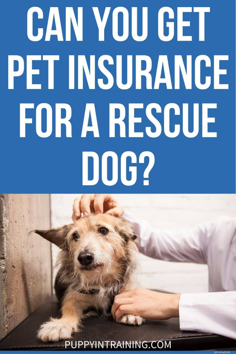 How to Secure Pet Insurance for Your Rescue Dog