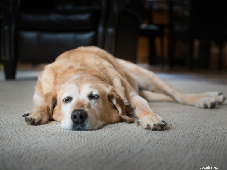 Determining the Age of Your Rescue Dog: 6 Reliable Indicators