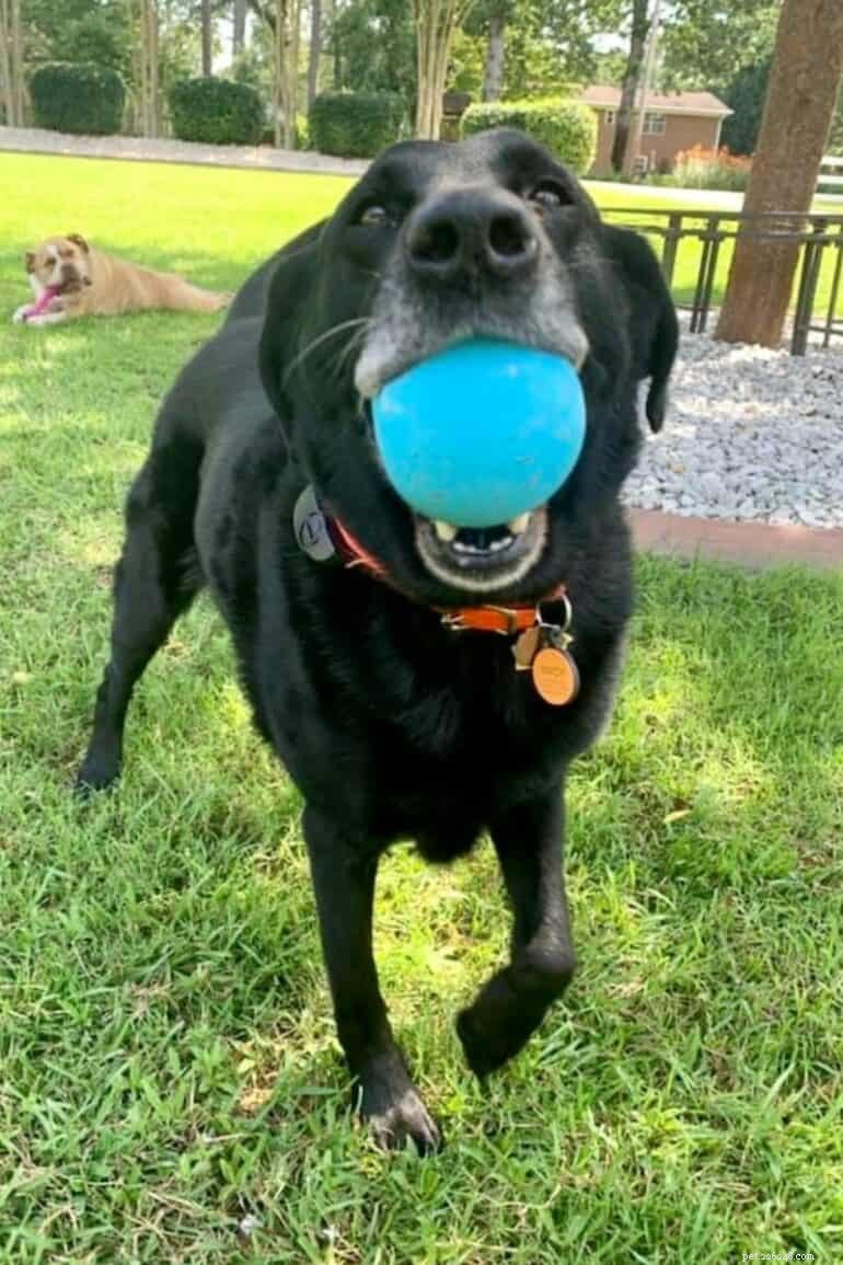 Determining the Age of Your Rescue Dog: 6 Reliable Indicators
