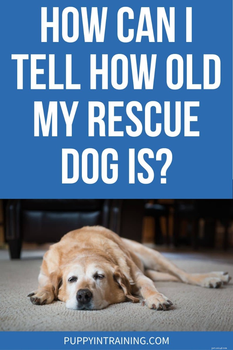 Determining the Age of Your Rescue Dog: 6 Reliable Indicators