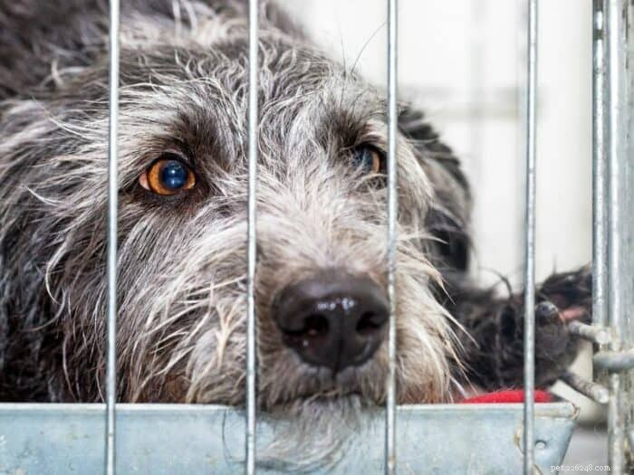 Find Your Perfect Companion: Dogs Available for Adoption in Nunavut