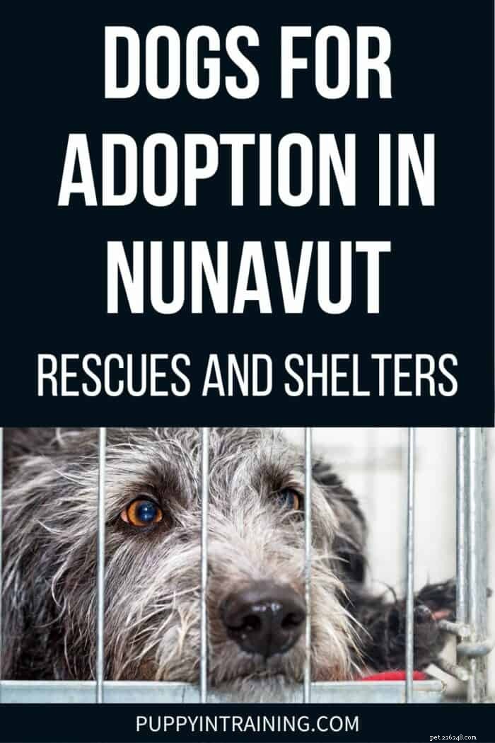 Find Your Perfect Companion: Dogs Available for Adoption in Nunavut