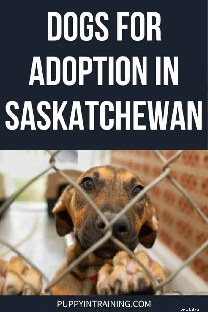 Find Your Ideal Companion: Trusted Dog Adoption in Saskatchewan