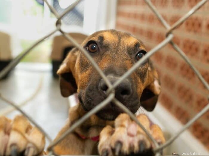 Find Your Ideal Companion: Trusted Dog Adoption in Saskatchewan