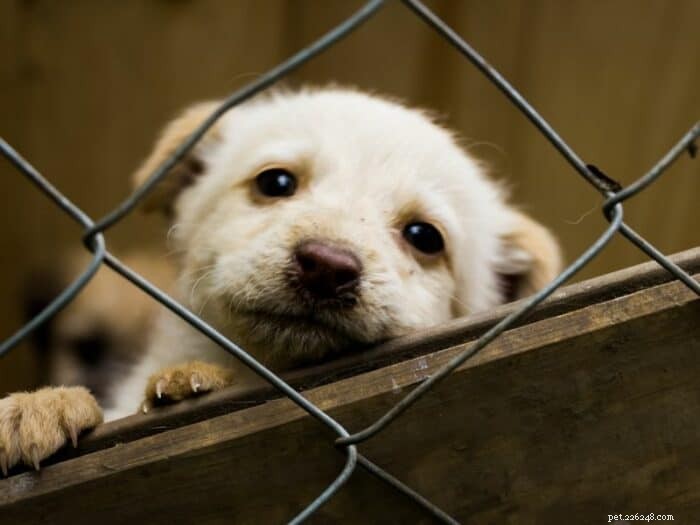 Discover the Perfect Dog for Adoption in Alberta, Canada