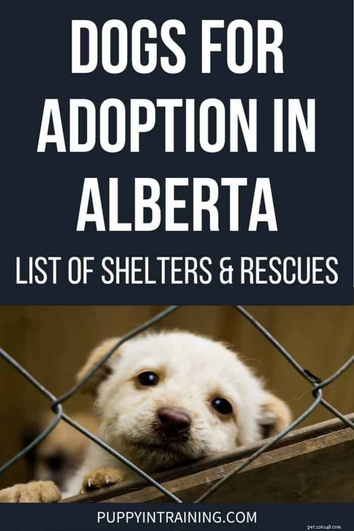 Discover the Perfect Dog for Adoption in Alberta, Canada