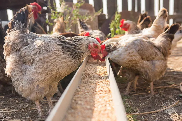 Chicken vs. Hen: Clear Definitions & Key Differences Explained