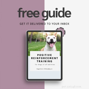 Decoding the Fight-or-Flight Response in Dogs: A Practical Guide