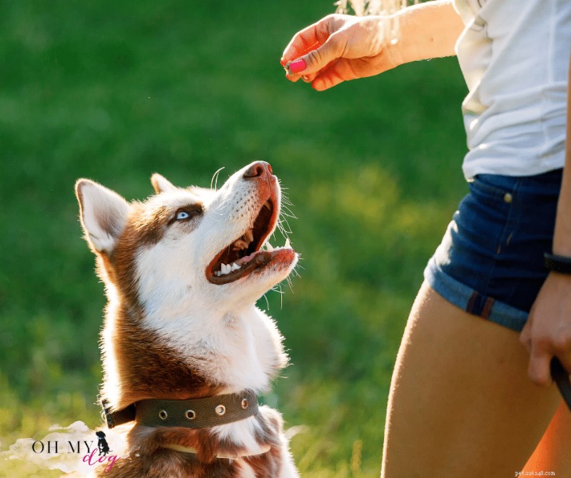 Top Positive Reinforcement Tools for Effective Dog Training