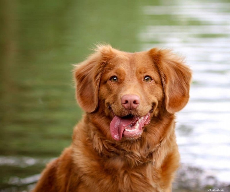 10 Proven Ways to Keep Your Dog Happy and Healthy