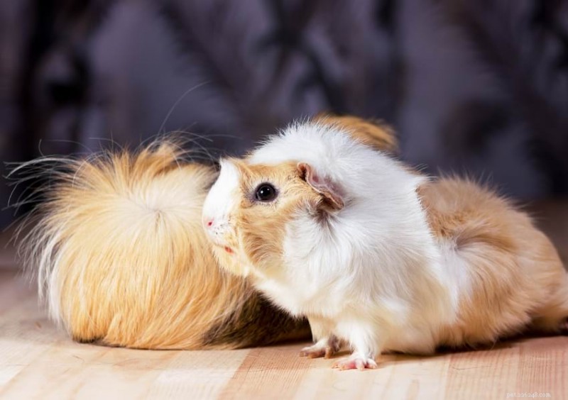 Understanding Guinea Pig Teeth Chattering: A Guide to Their Mood and Boundaries