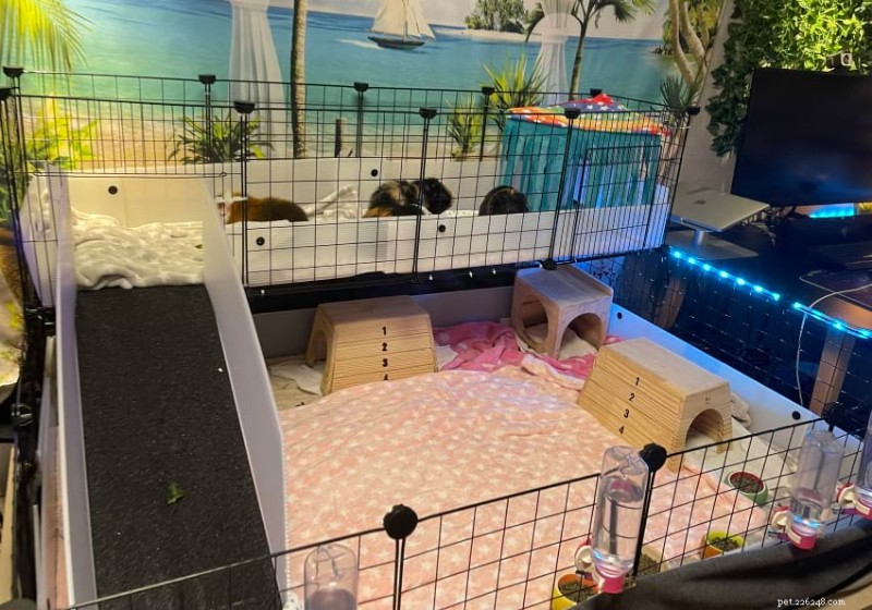 27 Proven Enrichment Ideas to Keep Your Guinea Pig Happy & Healthy