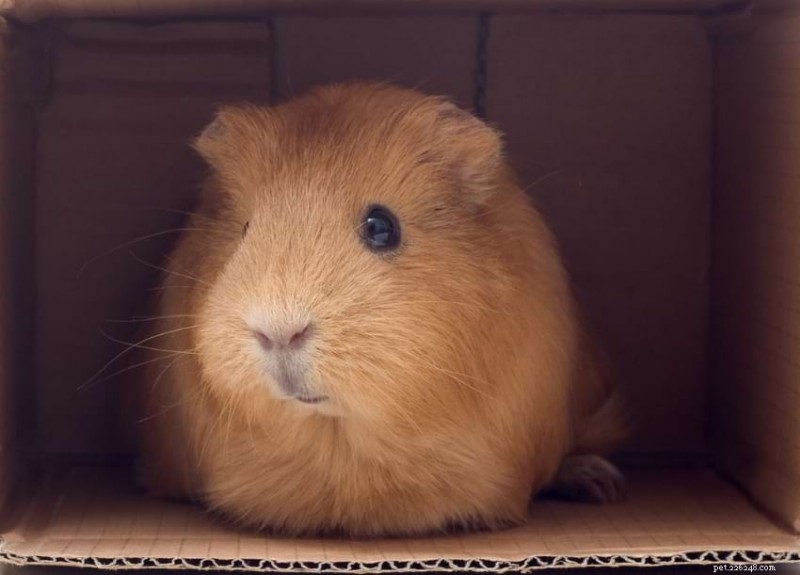 27 Proven Enrichment Ideas to Keep Your Guinea Pig Happy & Healthy