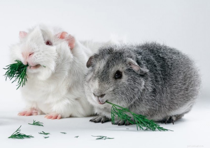 27 Proven Enrichment Ideas to Keep Your Guinea Pig Happy & Healthy