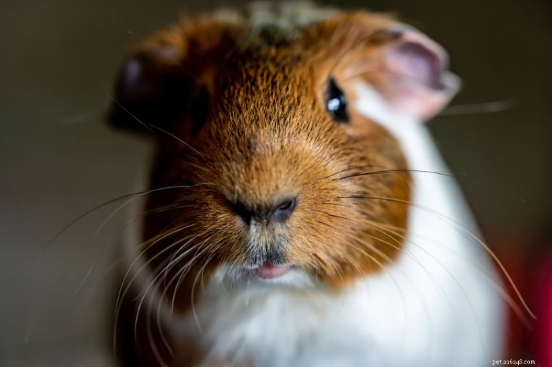 Guinea Pig Depression: Recognizing Symptoms & Effective Care Tips