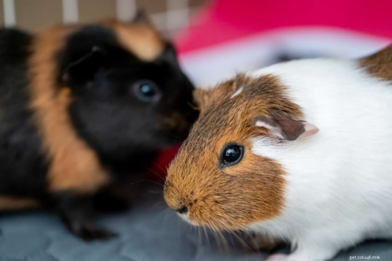 Guinea Pig Depression: Recognizing Symptoms & Effective Care Tips
