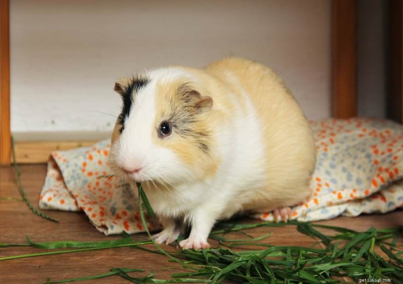 Guinea Pig Size & Weight: A Comprehensive Guide to Healthy Growth