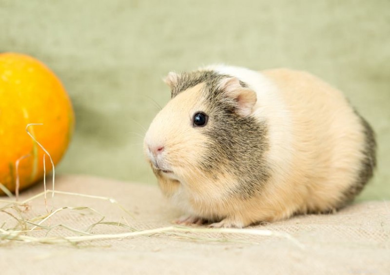 Guinea Pig Size & Weight: A Comprehensive Guide to Healthy Growth