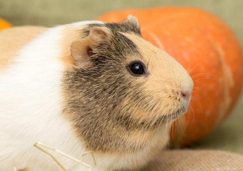 Guinea Pig Size & Weight: A Comprehensive Guide to Healthy Growth