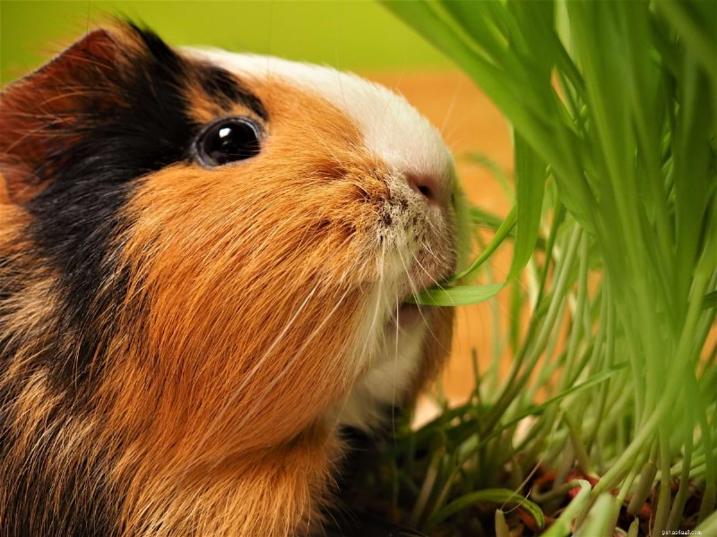 Grow Fresh Grass for Guinea Pigs: A Simple 7-Step Guide