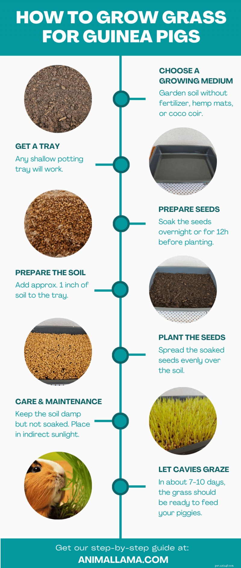 Grow Fresh Grass for Guinea Pigs: A Simple 7-Step Guide