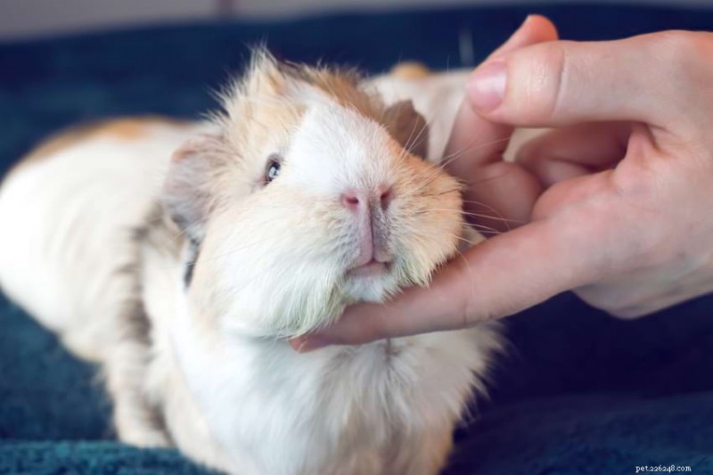 Understanding Guinea Pig Purring: What Their Sounds Reveal About Mood and Health
