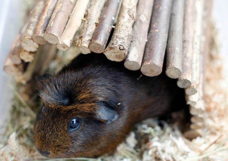 Understanding Guinea Pig Purring: What Their Sounds Reveal About Mood and Health