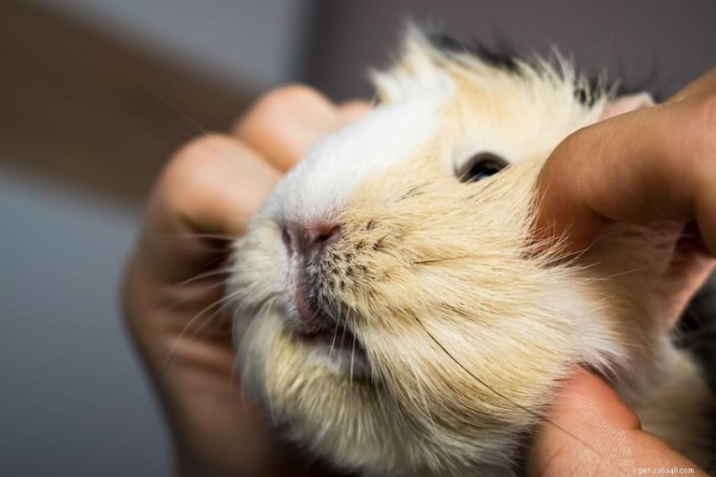 Understanding Guinea Pig Purring: What Their Sounds Reveal About Mood and Health
