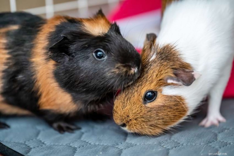 Guinea Pig Barbering: How to Spot, Prevent, and Treat Fur Trims