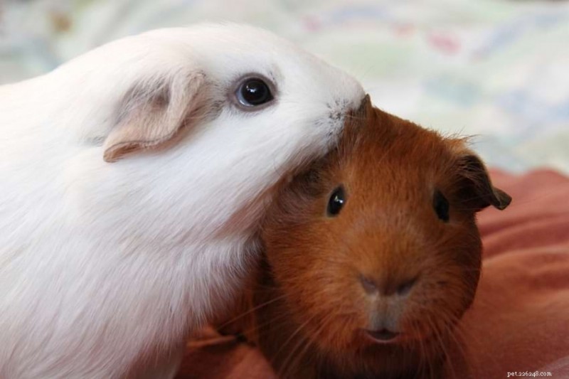 Guinea Pig Barbering: How to Spot, Prevent, and Treat Fur Trims
