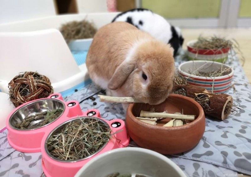 Guinea Pigs vs. Rabbits: 16 Key Differences to Help You Choose the Right Pet