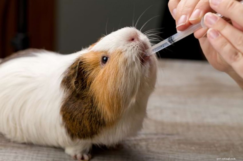 Guinea Pigs vs. Rabbits: 16 Key Differences to Help You Choose the Right Pet